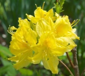 An azalea with yellow blooms. 