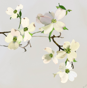 An intricate graphic drawing of a spray of dogwood blossoms.