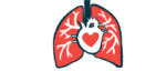 The heart and lungs are shown with a stylized heart in this illustration.