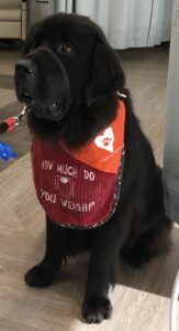 A medium sized black, furry therapy dog sits on the floor of a clinic. It's wearing a black and orange vest that says "How much do you weigh?"