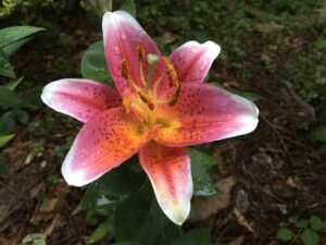 A stargazer lily, blooming over brown earth.