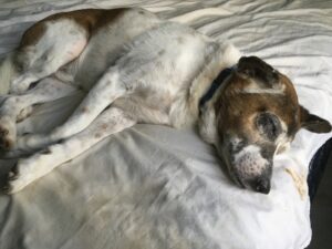 A white and brown dog lies on his side, on what appears to be a bed. His eyes are closed and he looks like he's sleeping peacefully.