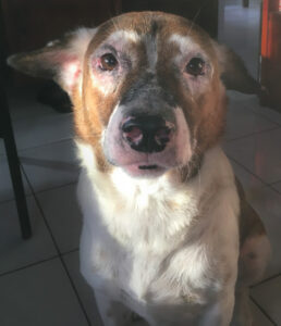 A close-up of an older dog's face. 