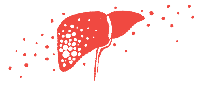 An illustration shows a close-up view of the human liver in profile.