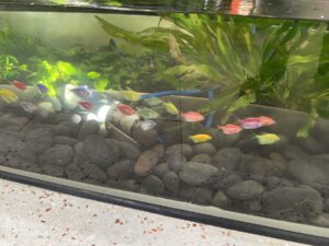 An aquarium tank has small, pastel-colored fish swimming above a bed of dark gray stones and in front of broad-leafed plant.