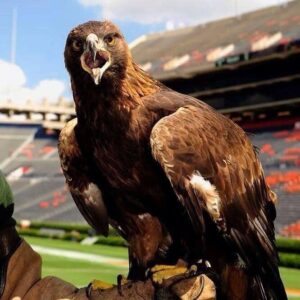 A large hawk stares directly into the camera with its beak open, as if to say, "What are you looking at?!" It's perched on the hand of its handler inside a football stadium.