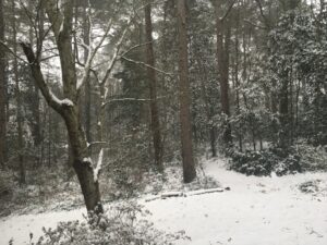 A snow-covered backyard during a snowstorm. Bare, brown trees and the ground are covered in a blanket of white. 