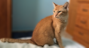 A ginger cat named Ginger sits elegantly on a bed, turning and looking to the right. It's tail is spread out straight, and the photo makes you just want to reach out and pet it. 