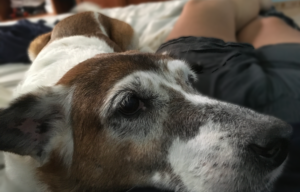 A close-up of the face of an old, white and brown dog stretched out on a bed. The dog is resting his head on the stomach of a woman. 