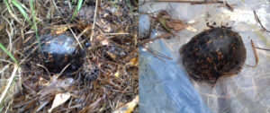 Two side-by-side photos both feature the same turtle. In the photo on the left, it is nestled among dirt, grass, and leaves on the ground. On the right, it is sitting atop a sheet of plastic, allowing us to better see the colors on its shell.