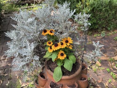 Rudbeckia, dusty miller, and a small pine tree grow in a terra cotta planter sitting on the ground on a brick or stone patio. The nine yellow blooms of the rudbeckia contrast nicely with the ash white of a dusty miller that fans out around them. 