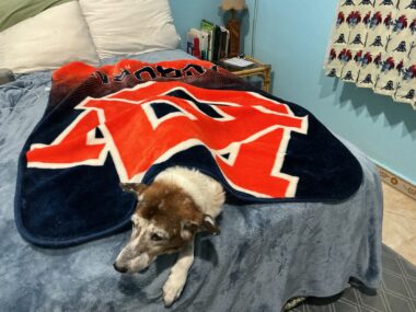 A dog rests under a blanket.