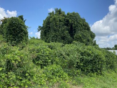 Kudzu grows over the landscape, covering everything in this photo.